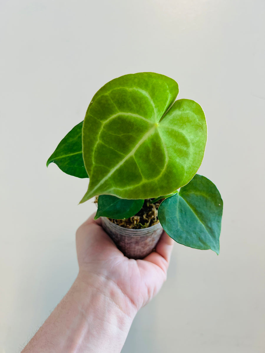 Anthurium Clarinervium - 3.5