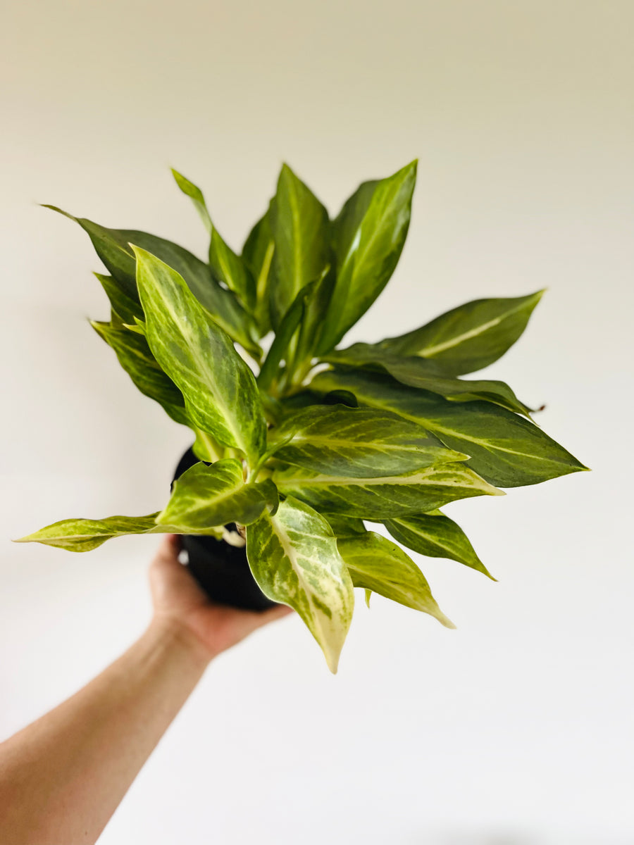 Aglaonema Phuket - 6