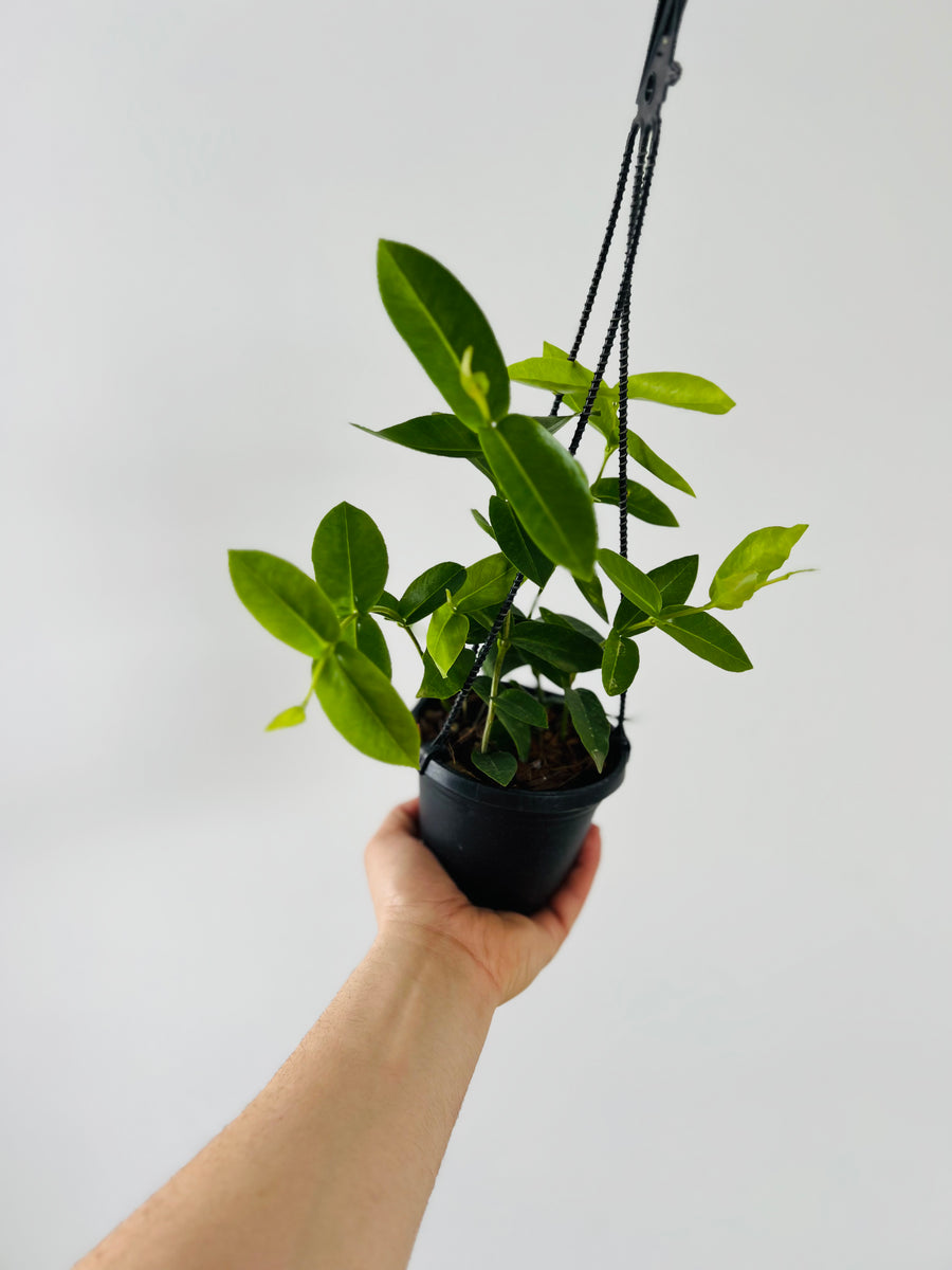 Hoya Densifolia - Rare Hoya - 4