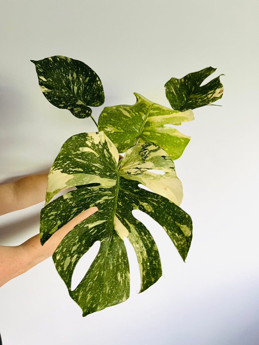 Monstera Thai Constellation - High Variegation - Plant C53 - Includes Next Day Shipping