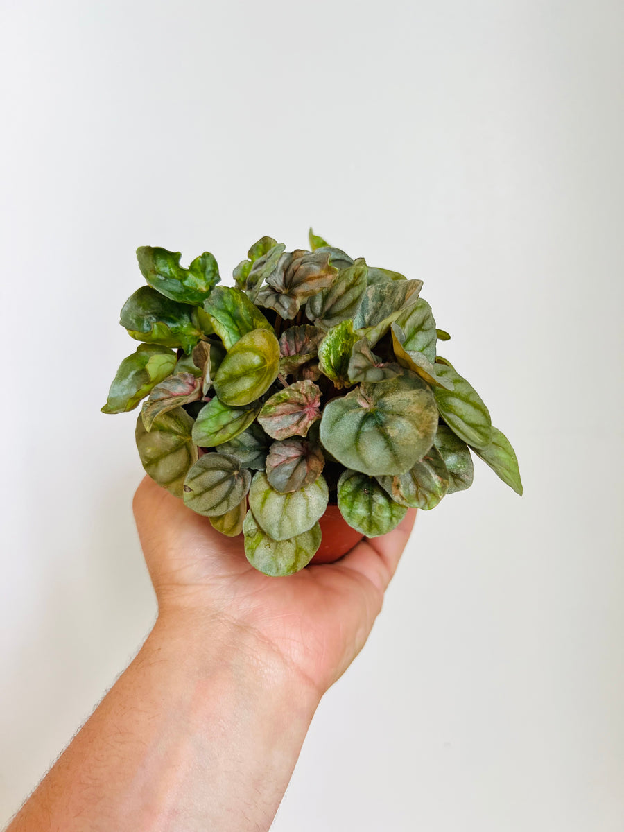 Peperomia Pink Lady - Low Variegation - 4