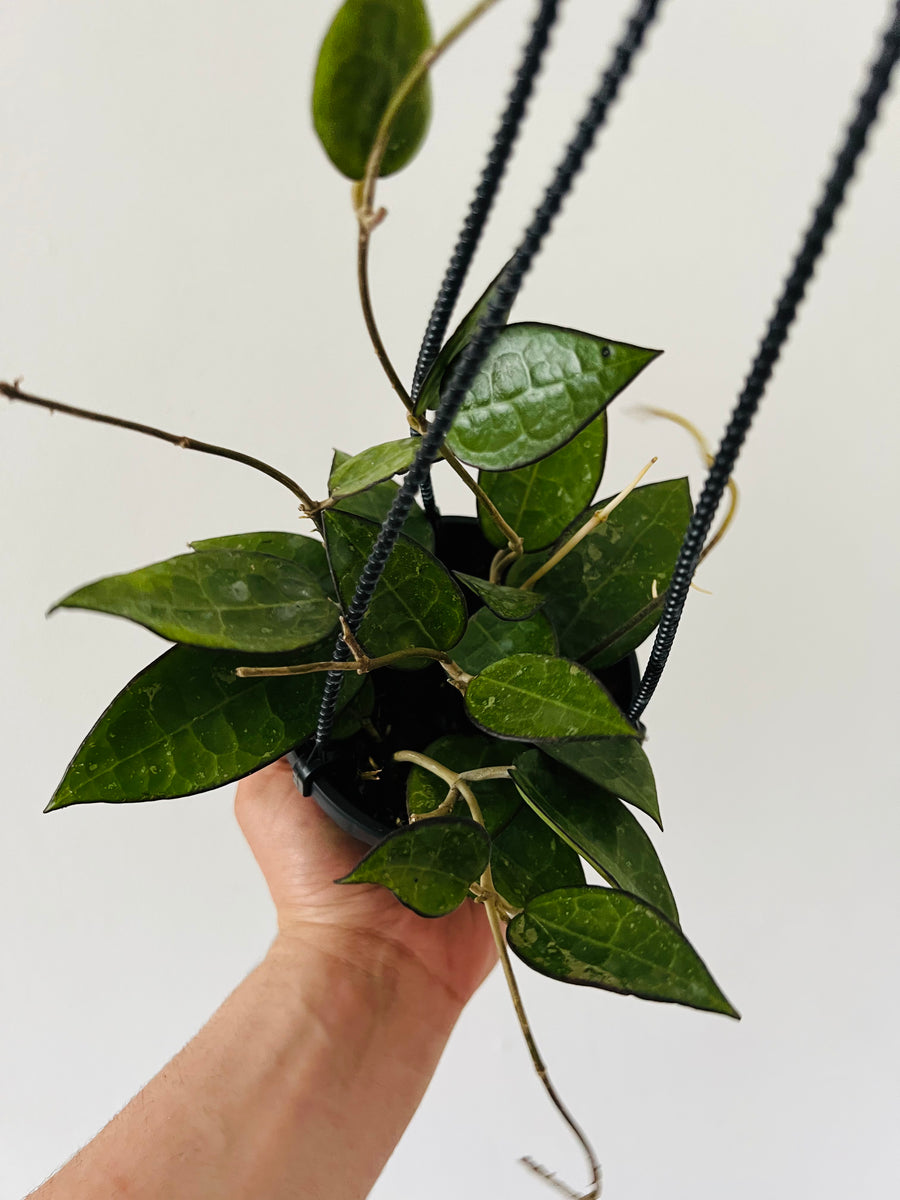 Hoya Parasitica 'Black Margin' - Full & Trailing - Hanging Basket - 4