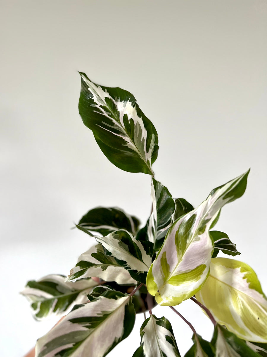 Calathea Stella - Brand New Cultivar - 4