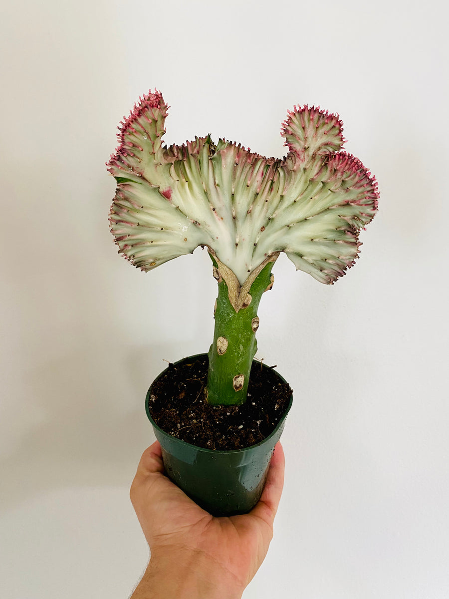 Euphorbia Lactea 'Cristata' - Pink Coral Cactus - 4