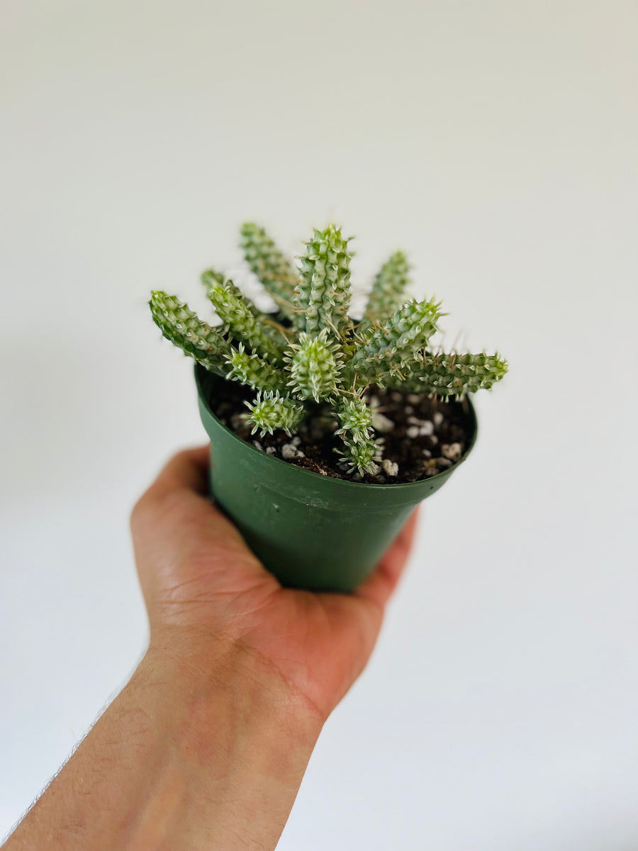 Corn on the Cob Cactus - Euphorbia Mammillaris - 4