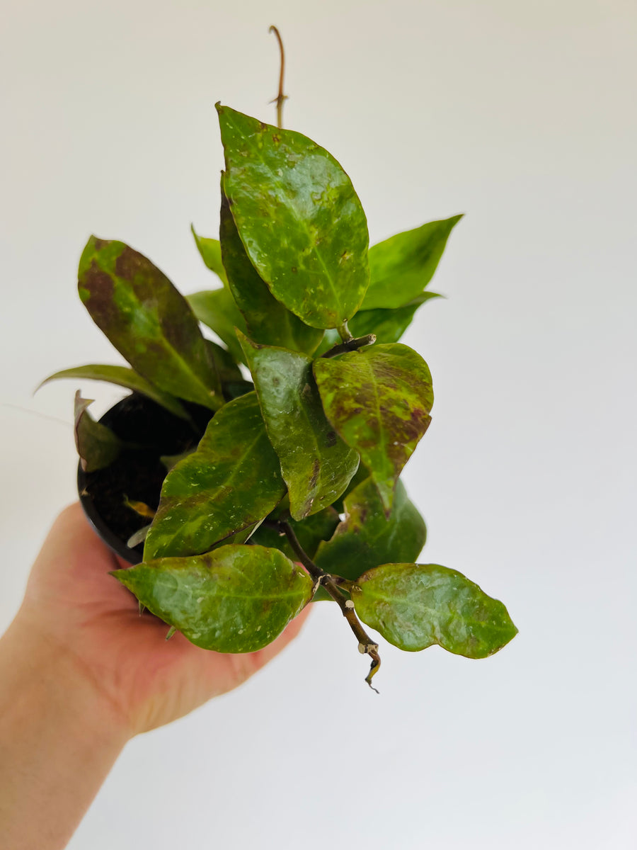 Hoya Sunrise - Slightly Sunstressed - 4