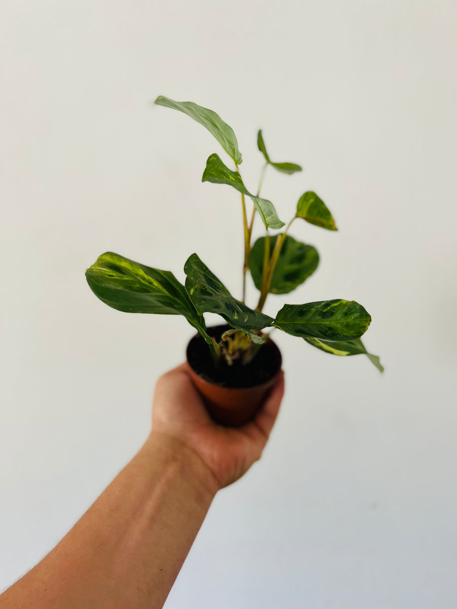 Maranta Leuconeura 'Beauty Kim' - Variegated Prayer Plant - 3