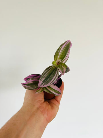 Bubblegum Wandering Dude - Tradescantia Albiflora - 3