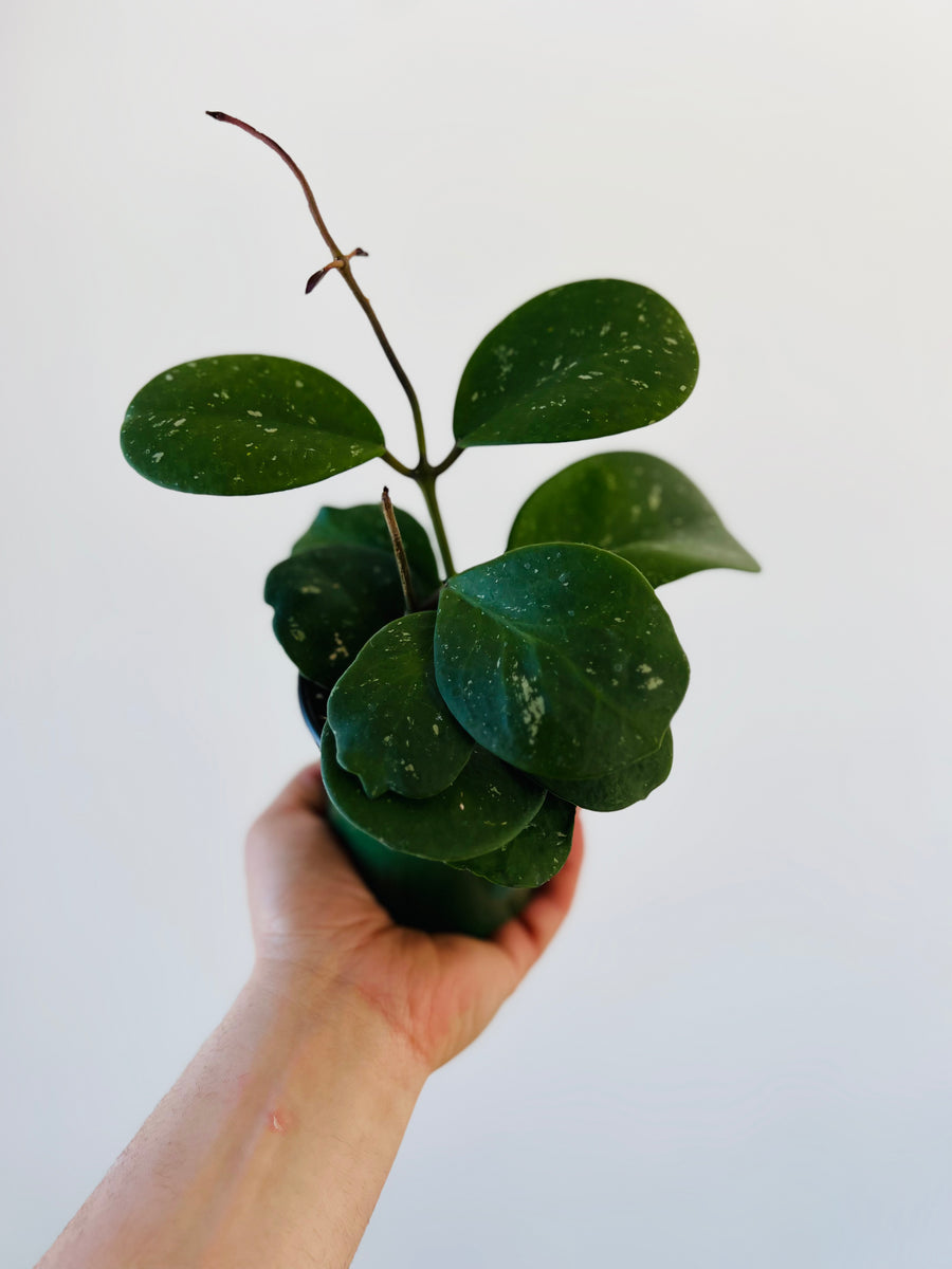 Hoya Obovata - Splash - 4