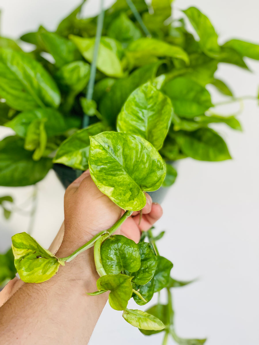 Pothos Emerald - Epipremnum Aureum ‘Emerald’ - 8