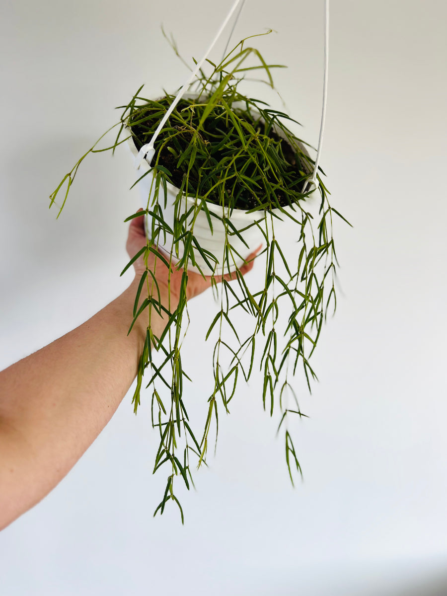 Hoya Linearis - 8