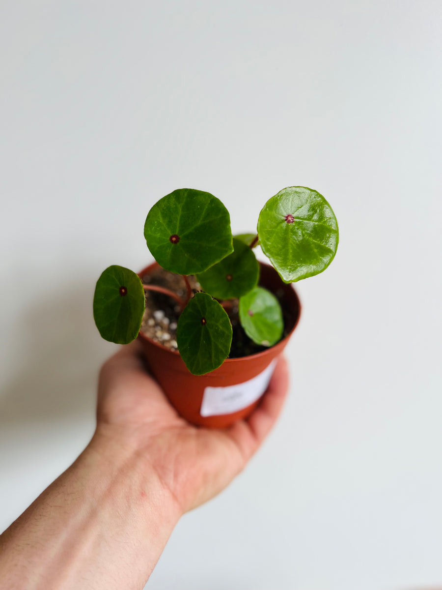 Begonia Conchifolia var Rubrimacula - Ruby Red - 4