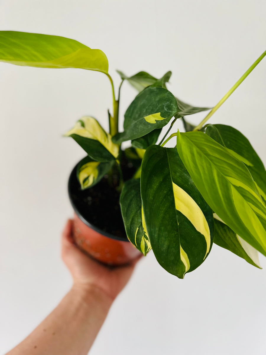 Calathea 'Pilosa' - 6