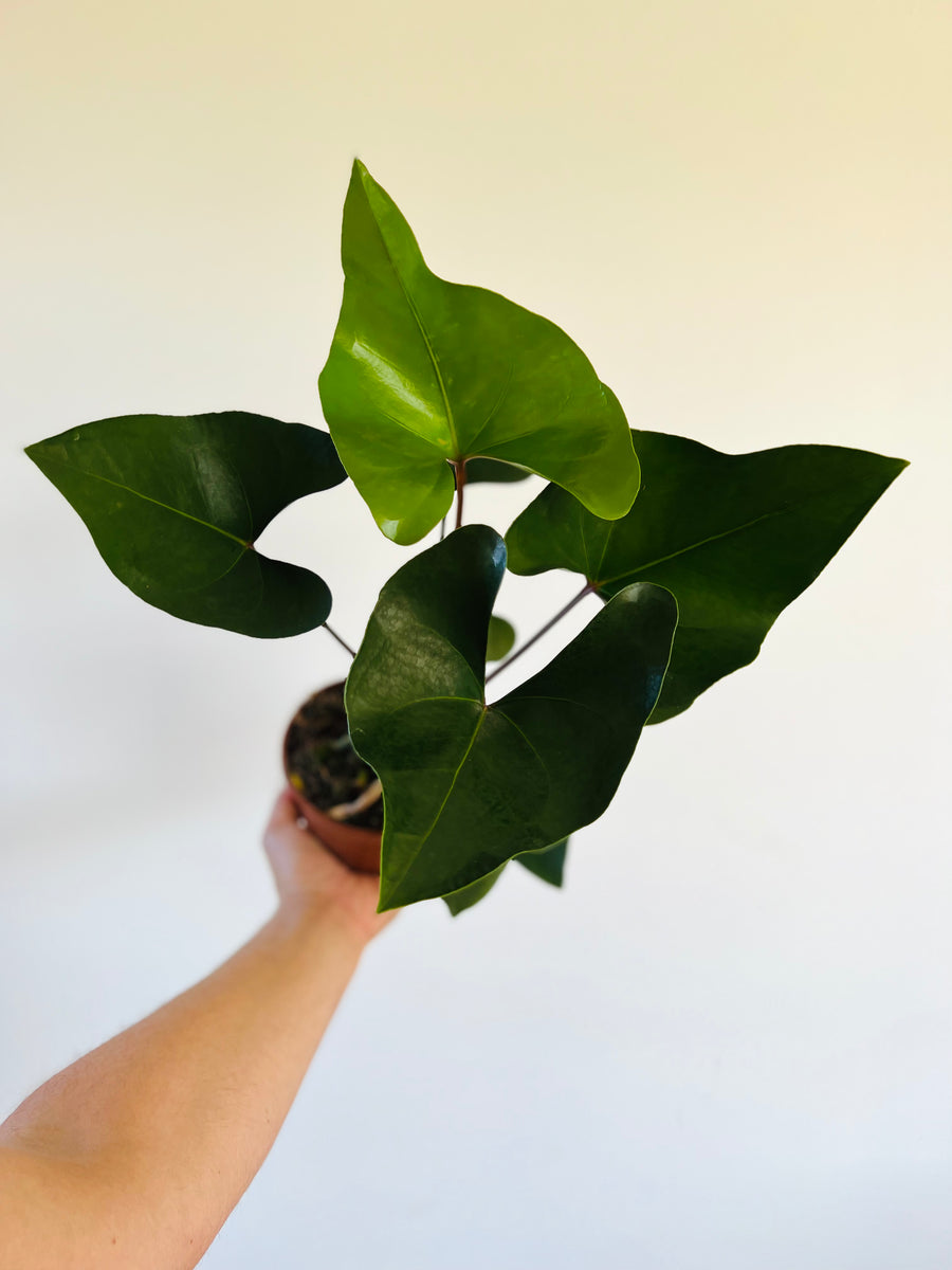 Anthurium Arrow - Rare Aroid - 5” Pot