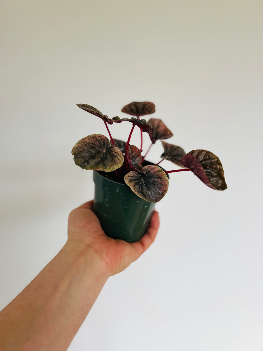 Peperomia Abricos - Rare Peperomia - 4