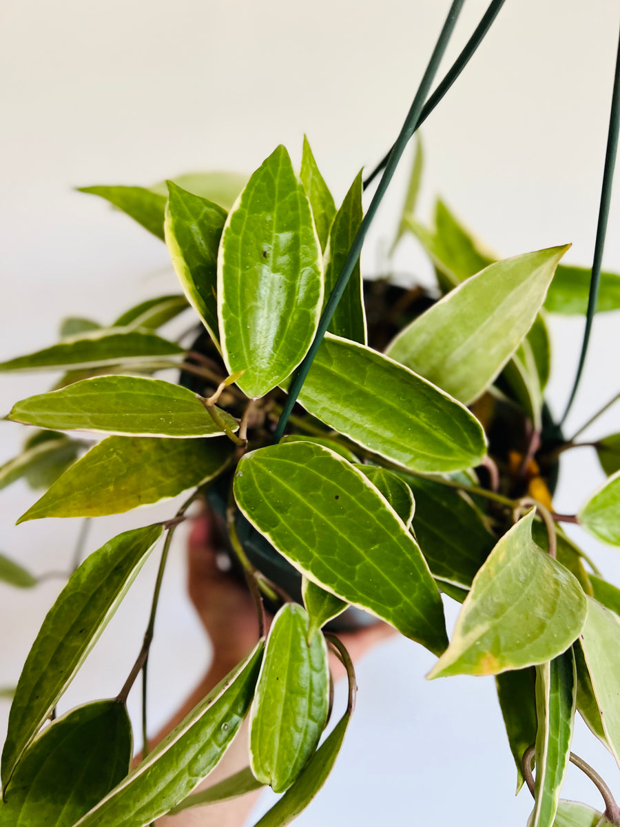 Hoya Macrophylla 