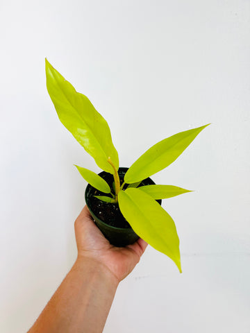 Philodendron Golden Crocodile - Neon Ring of Fire - 4