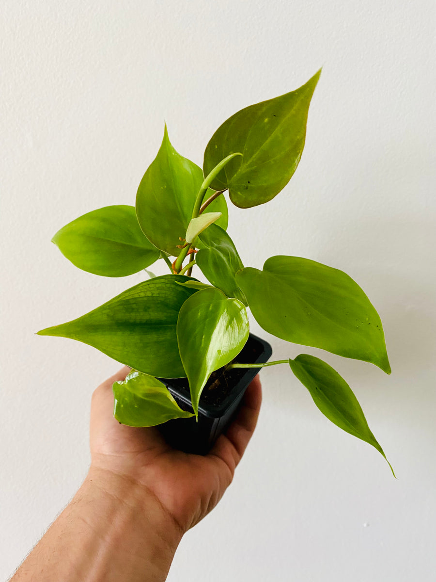 Philodendron Hederaceum 'Heartleaf' - 3