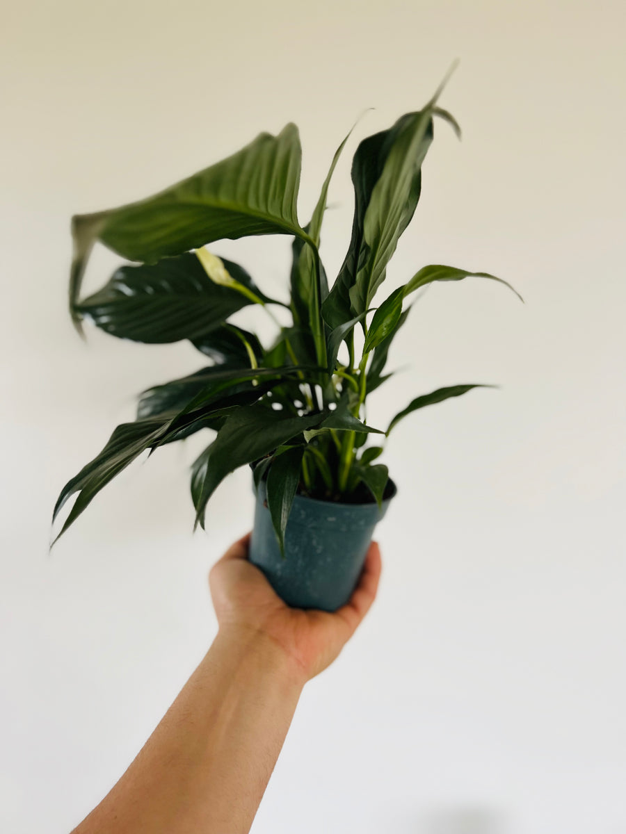 Peace Lily - 4