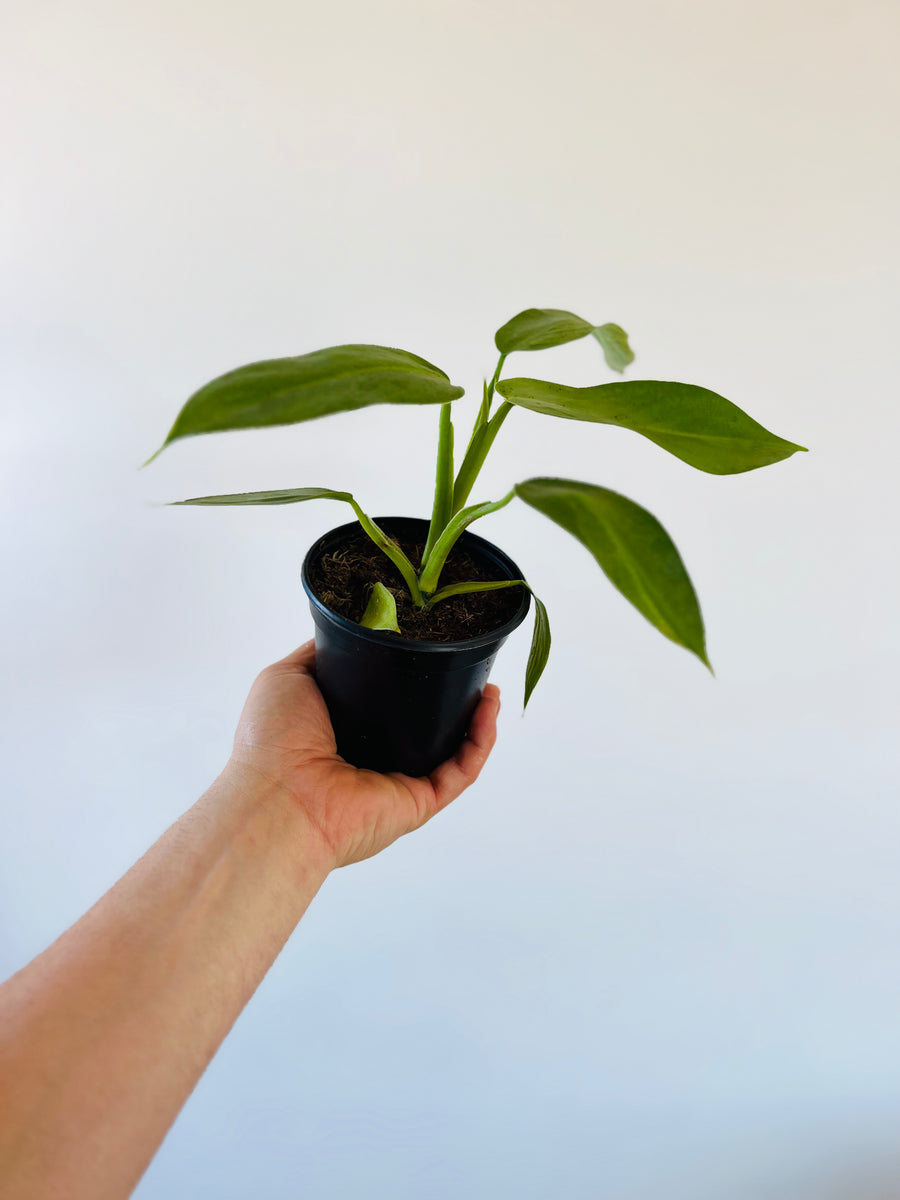 Philodendron Jose Bueno - Low Variegation - 4