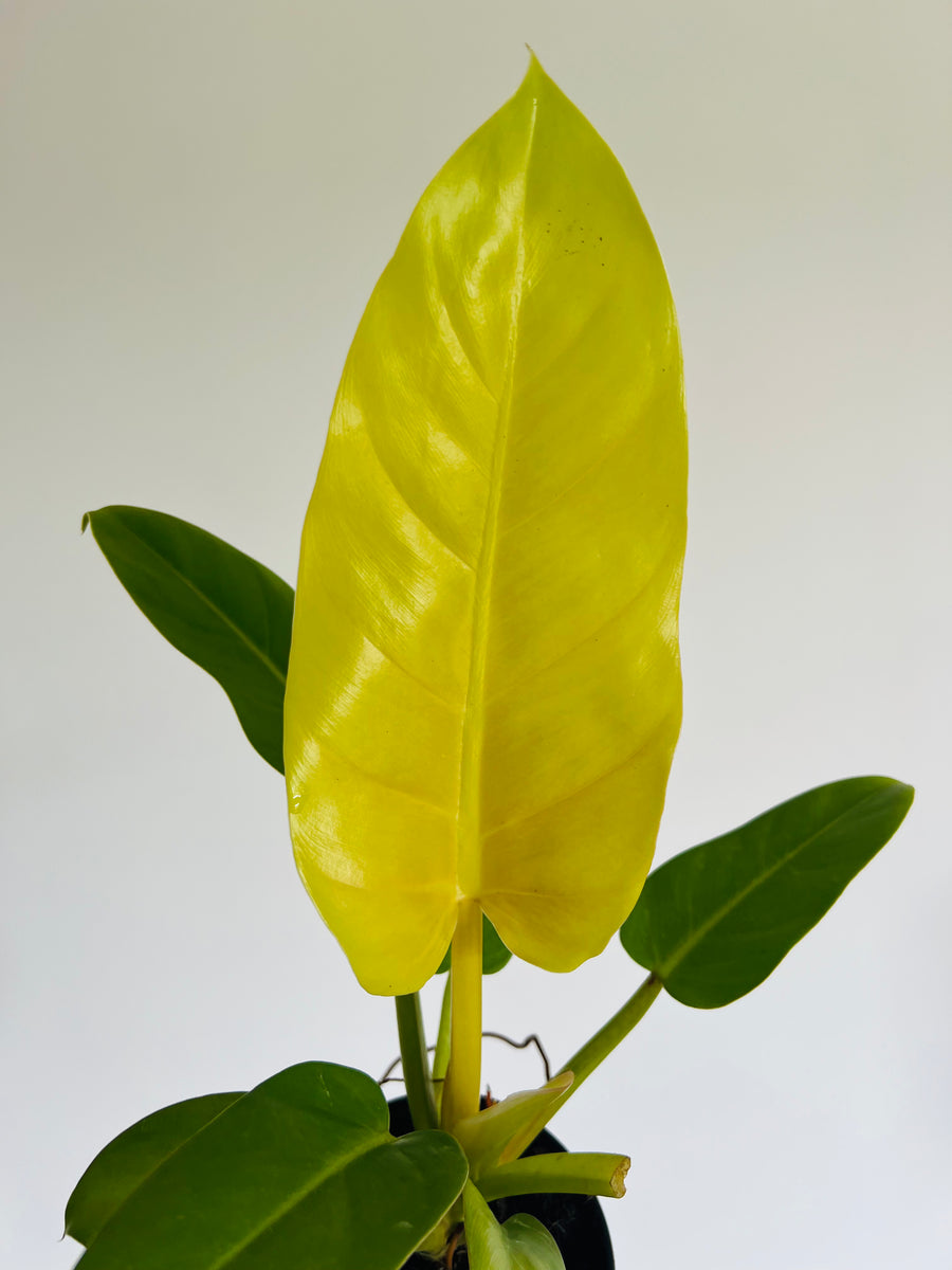 Philodendron Golden Melinonii - 4