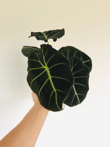 Alocasia Black Magic - 4
