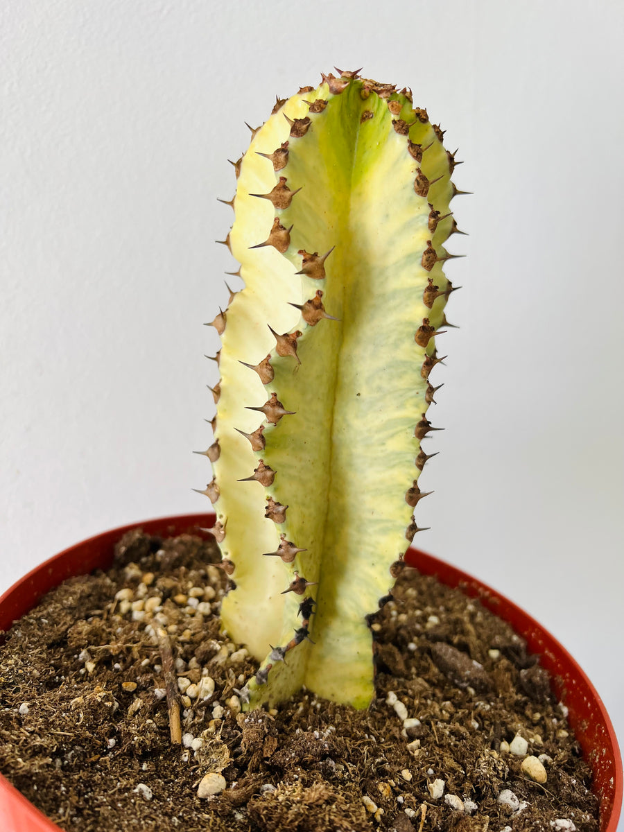 Euphorbia Ammak 'Variegated' - Ghost Cactus - 8