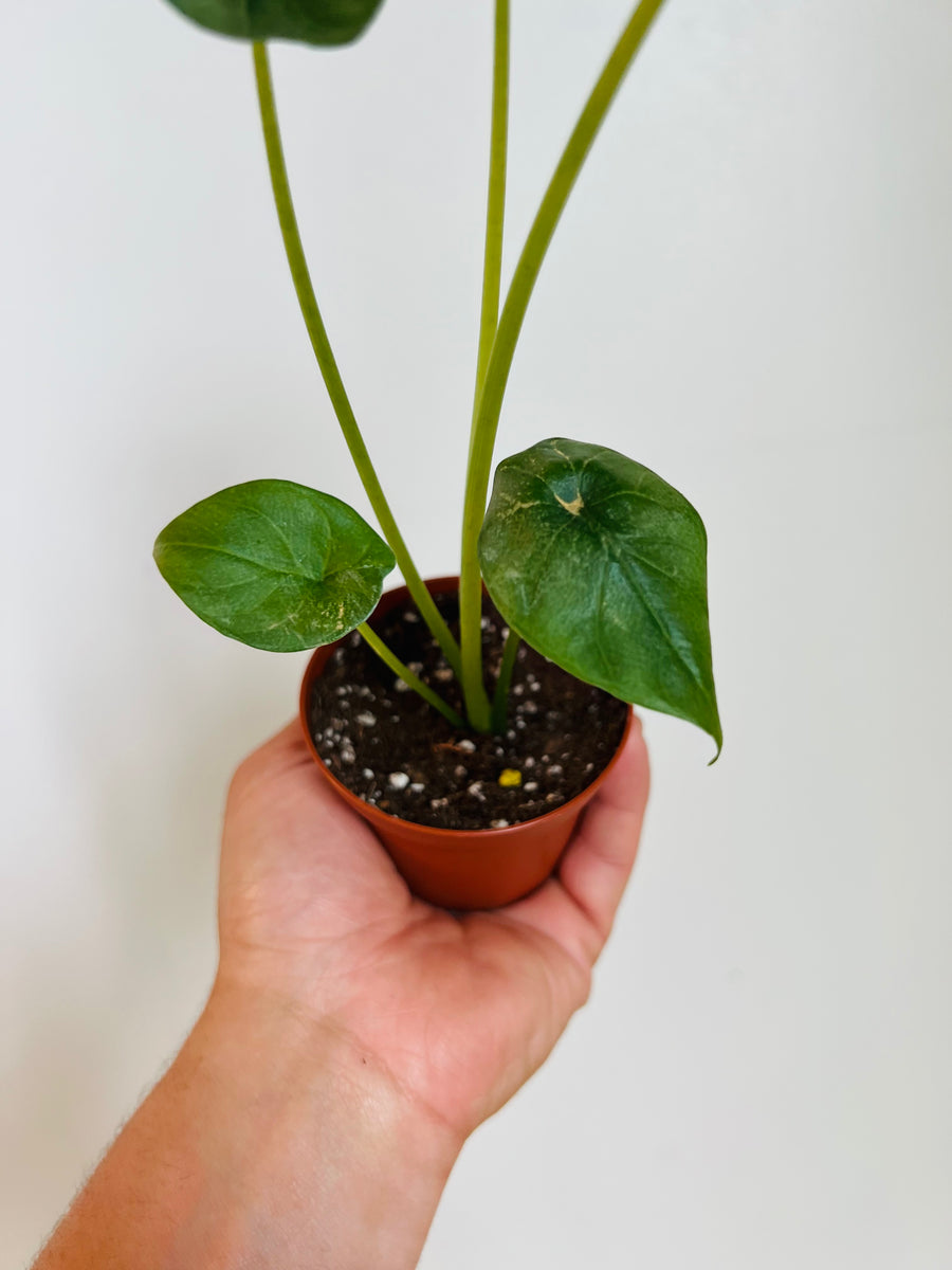 Alocasia Sinuata - Jewel Alocasia - 3