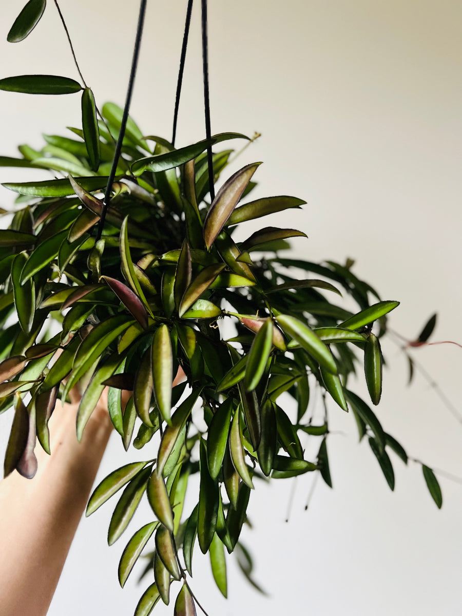 Hoya Kentiana - Butterscotch Hoya - Full Heads - Hanging Basket