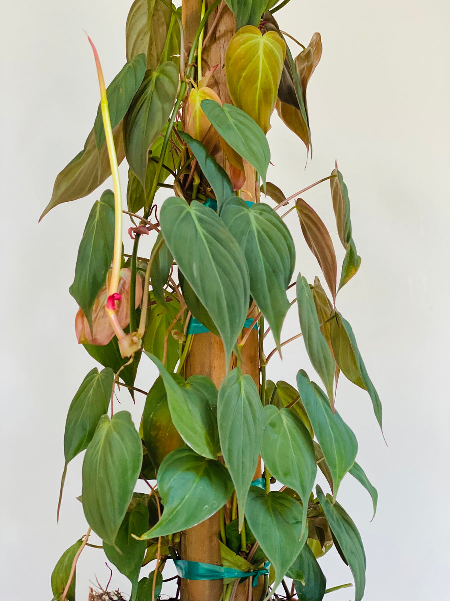 Philodendron Micans - Totem - 8