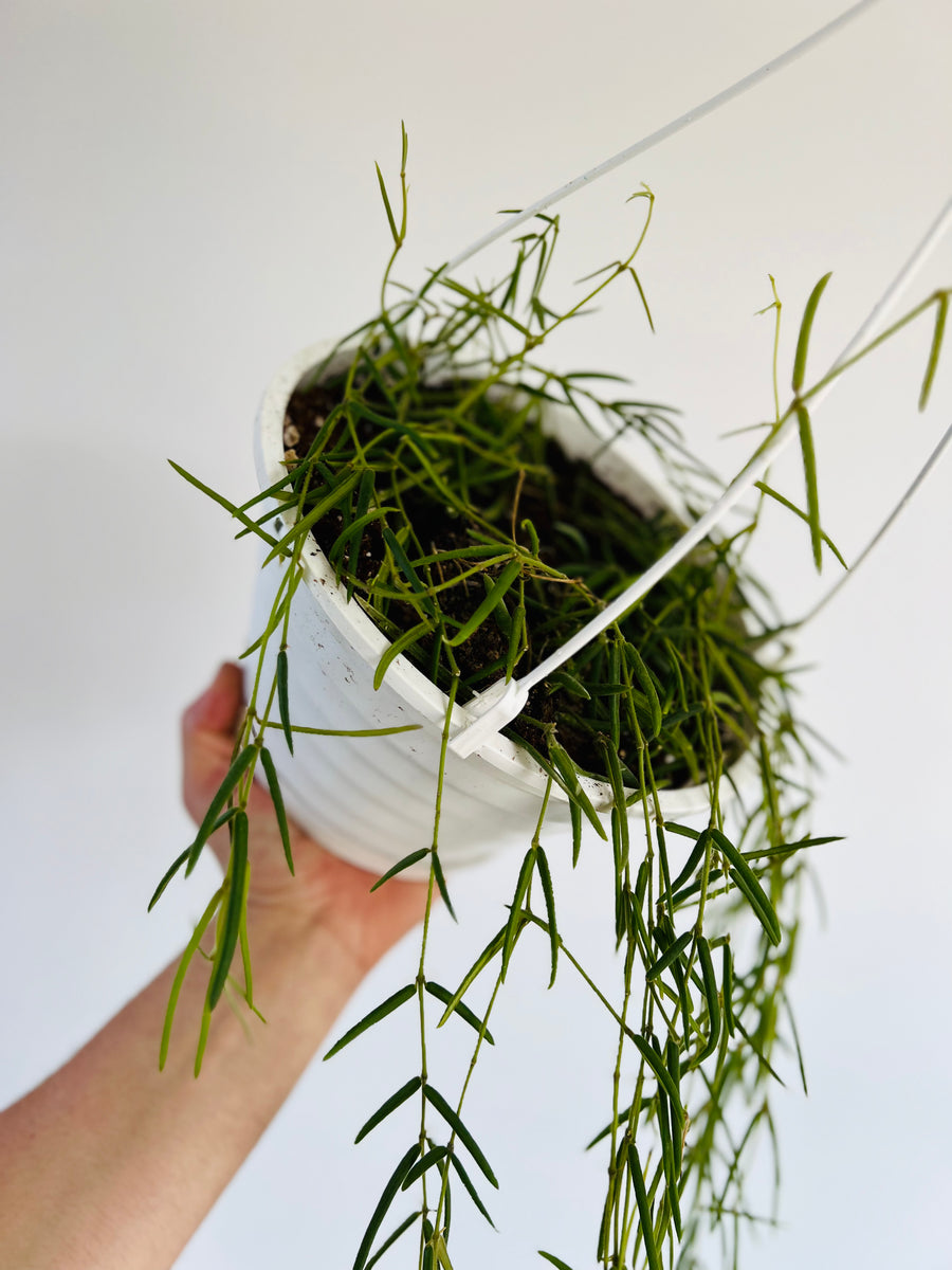 Hoya Linearis - 8