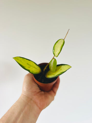 Hoya Acuta Inner Variegated - Rare Starter Hoya - 3