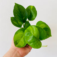 philodendron global green Pothos Global Green - Epipremnum Aureum ‘Global Green’