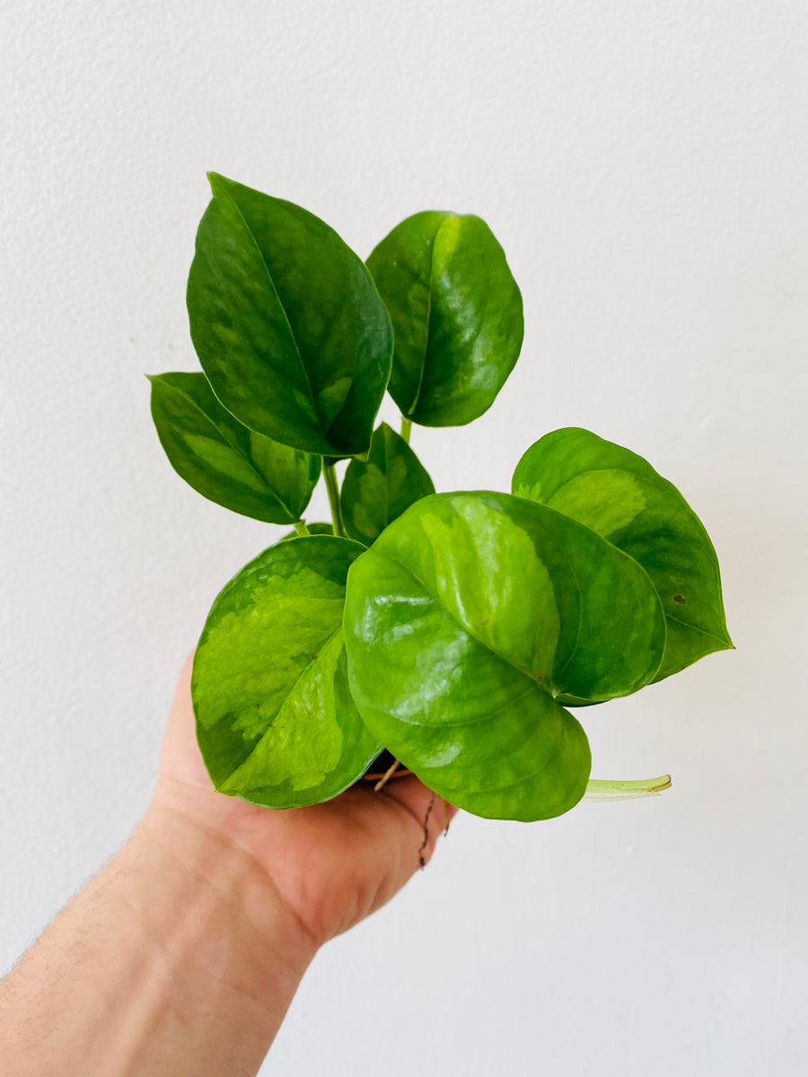 Pothos Global Green - Epipremnum Aureum ‘Global Green’ - 3