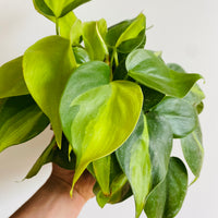 Philodendron Hederaceum 'Brasil' - 6" Pot