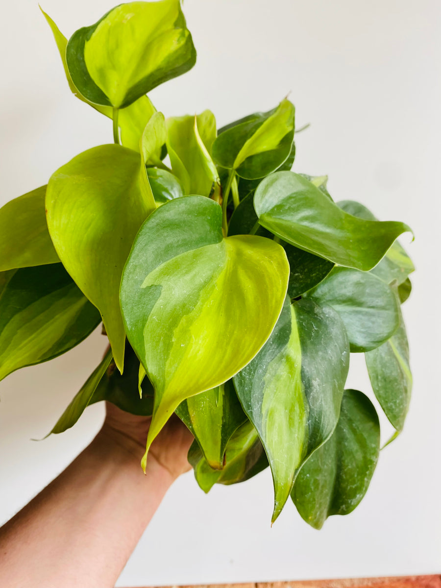 6 inch pot philodendron brasil Philodendron Hederaceum 'Brasil'