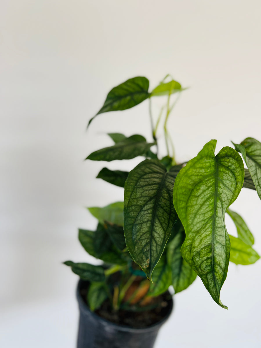 Monstera Siltepecana 'El Salvador' Totem - Rare Aroid - 8