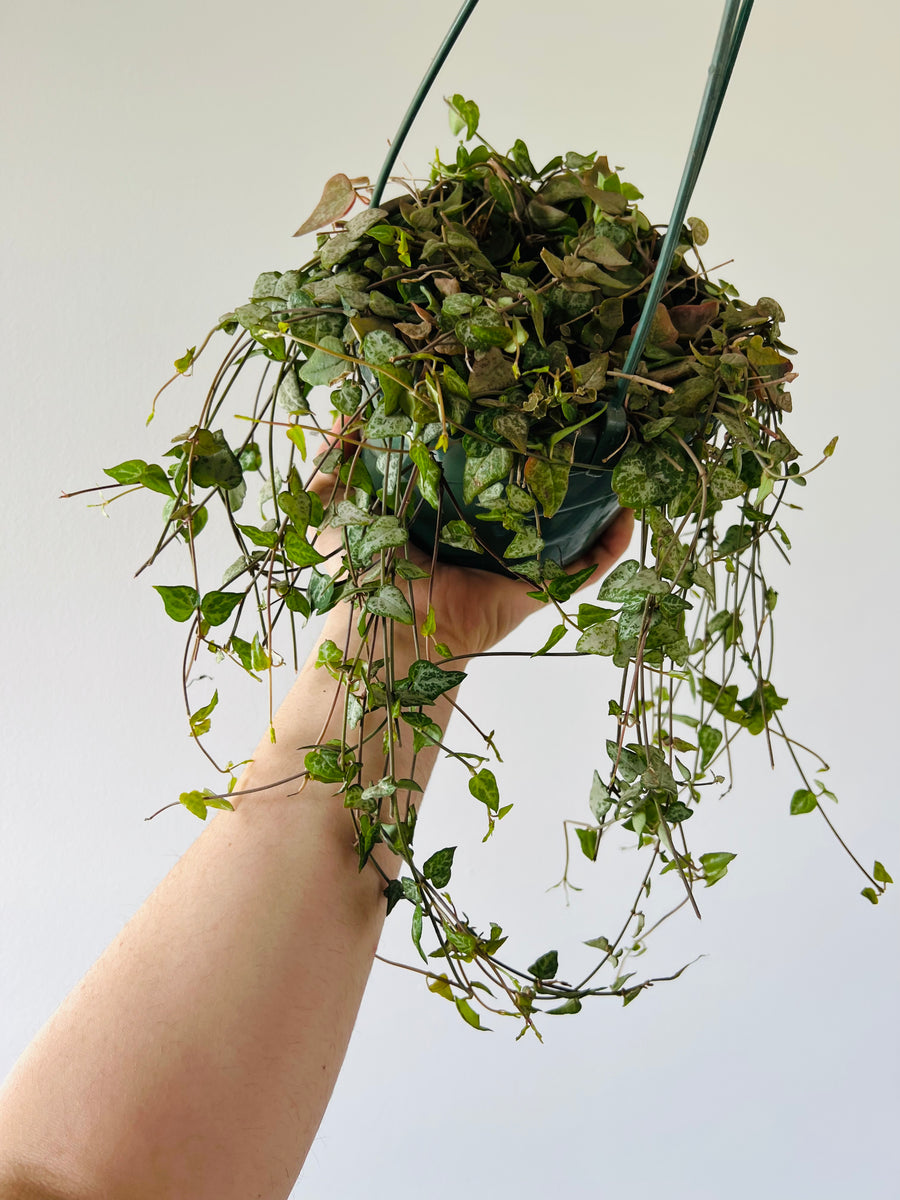 String of Arrows - Ceropegia Woodii - Very Full & Vining - 6