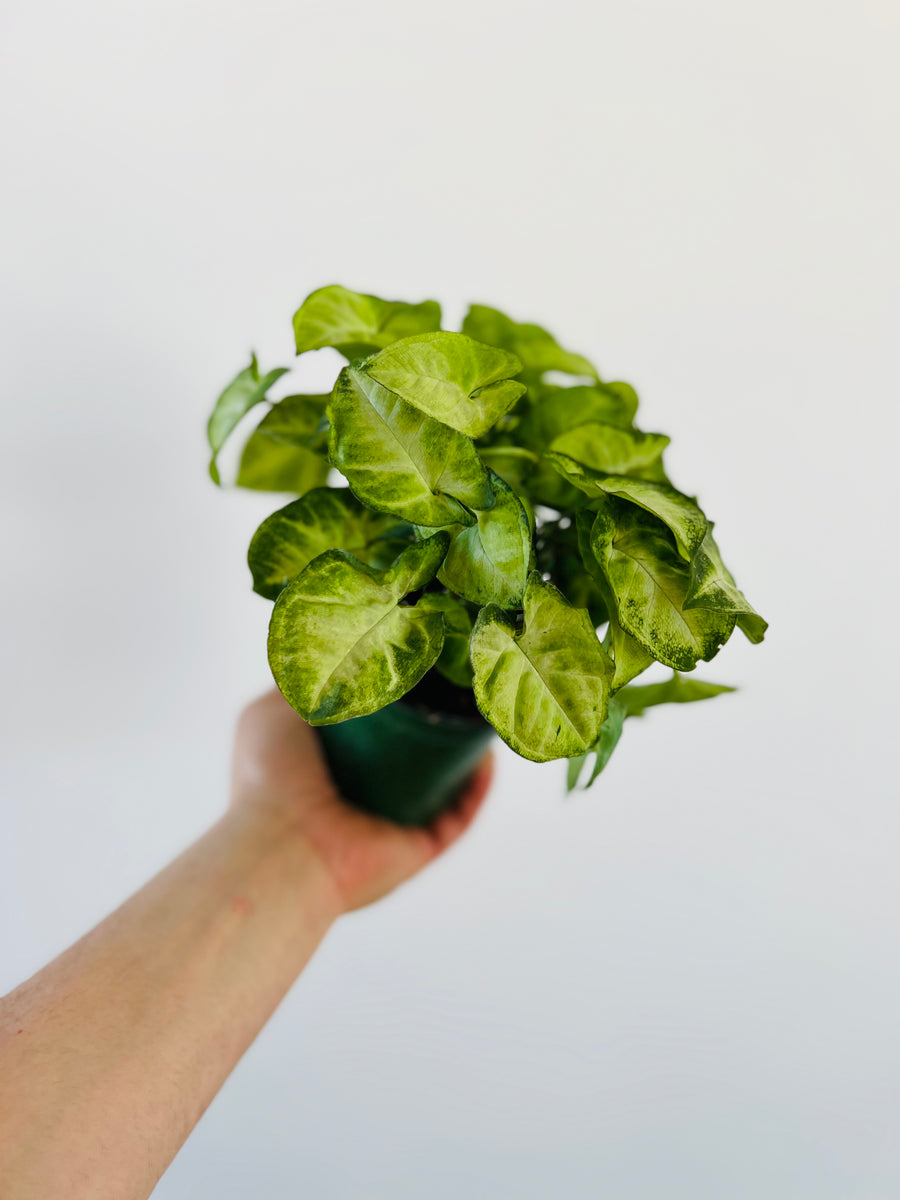Syngonium Pixie White - 4