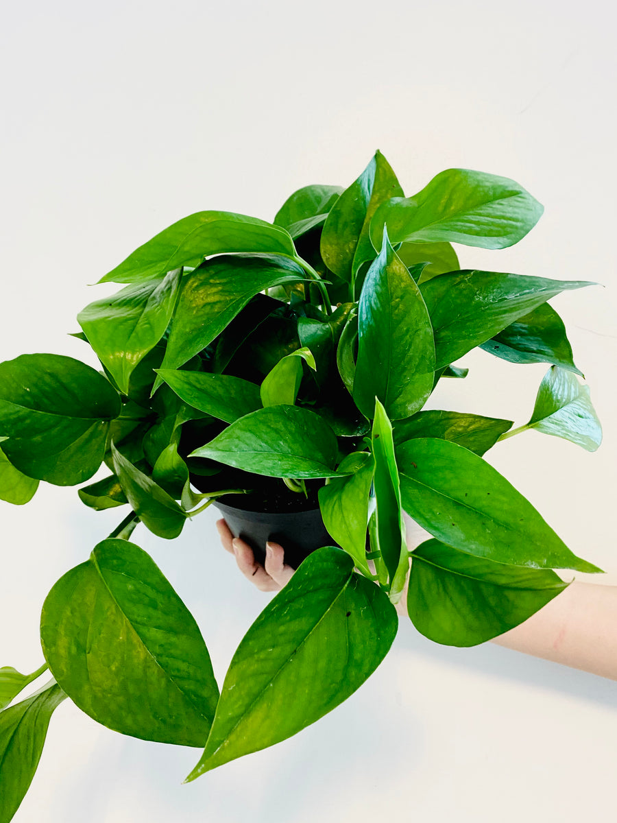 pothos green jade Jade Pothos - Epipremnum Aureum 'Jade'