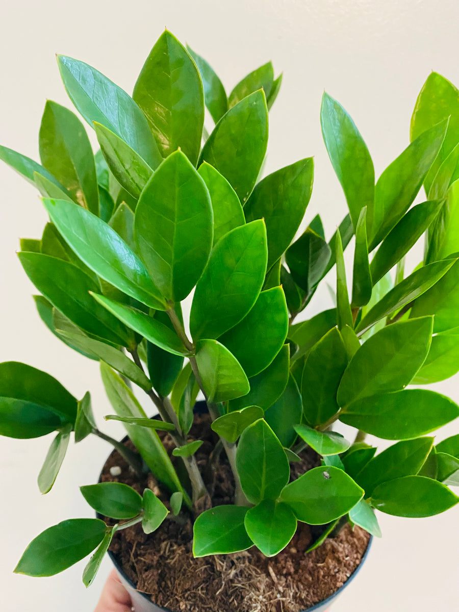 Zamioculcas Zamiifolia zamioculcas-zamiifolia
