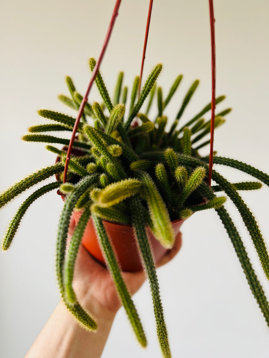 Rat Tail Cactus - Aporocactus Flagelliformis  - 6