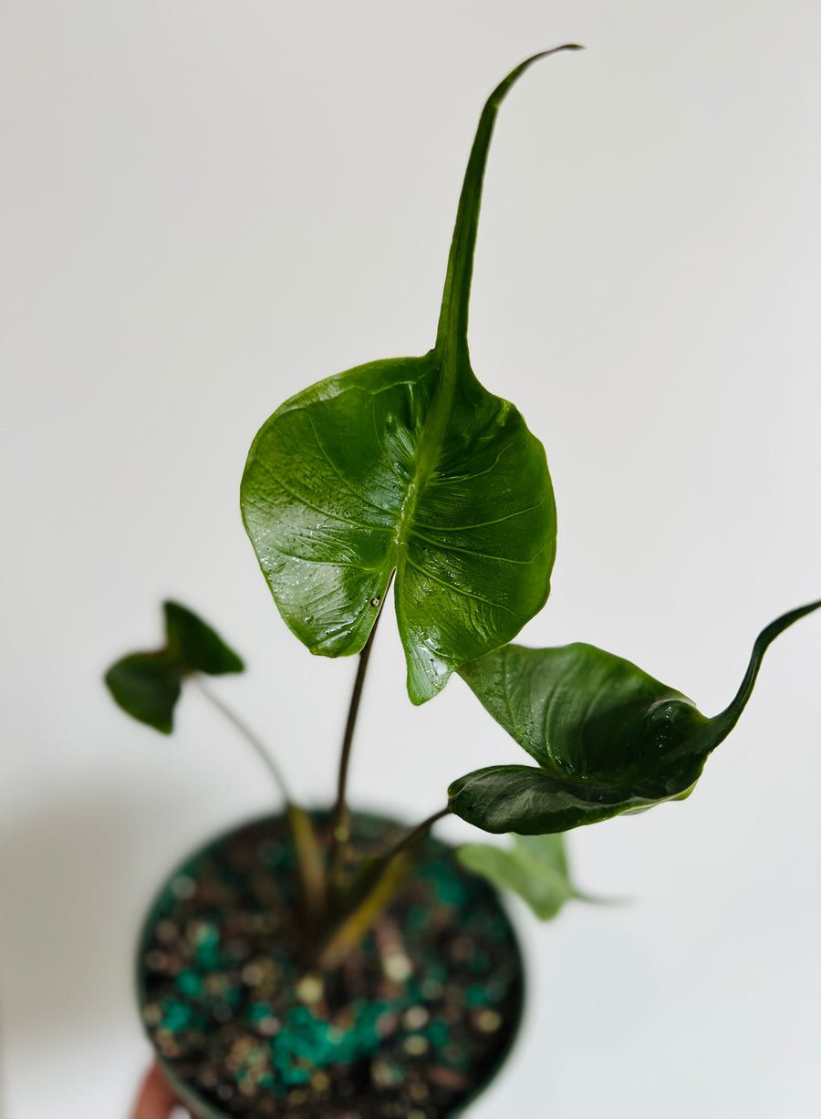 Alocasia Macrorrhiza 'Stingray' - 6