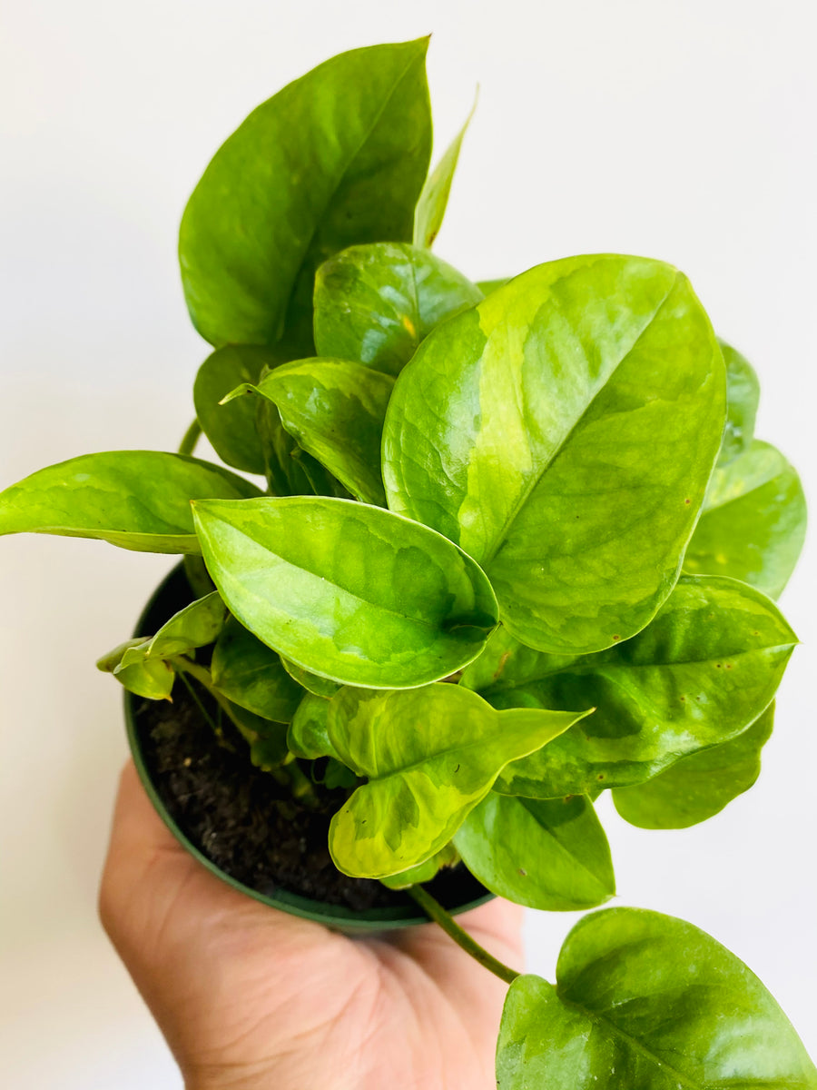 plain green pothos Emerald Pothos - Epipremnum Aureum 'Emerald'