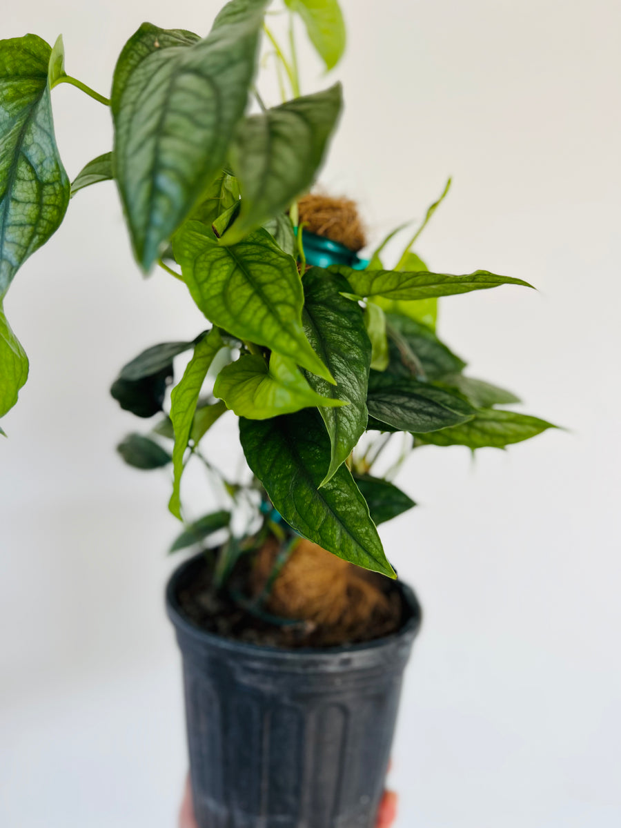 Monstera Siltepecana 'El Salvador' Totem - Rare Aroid - 8