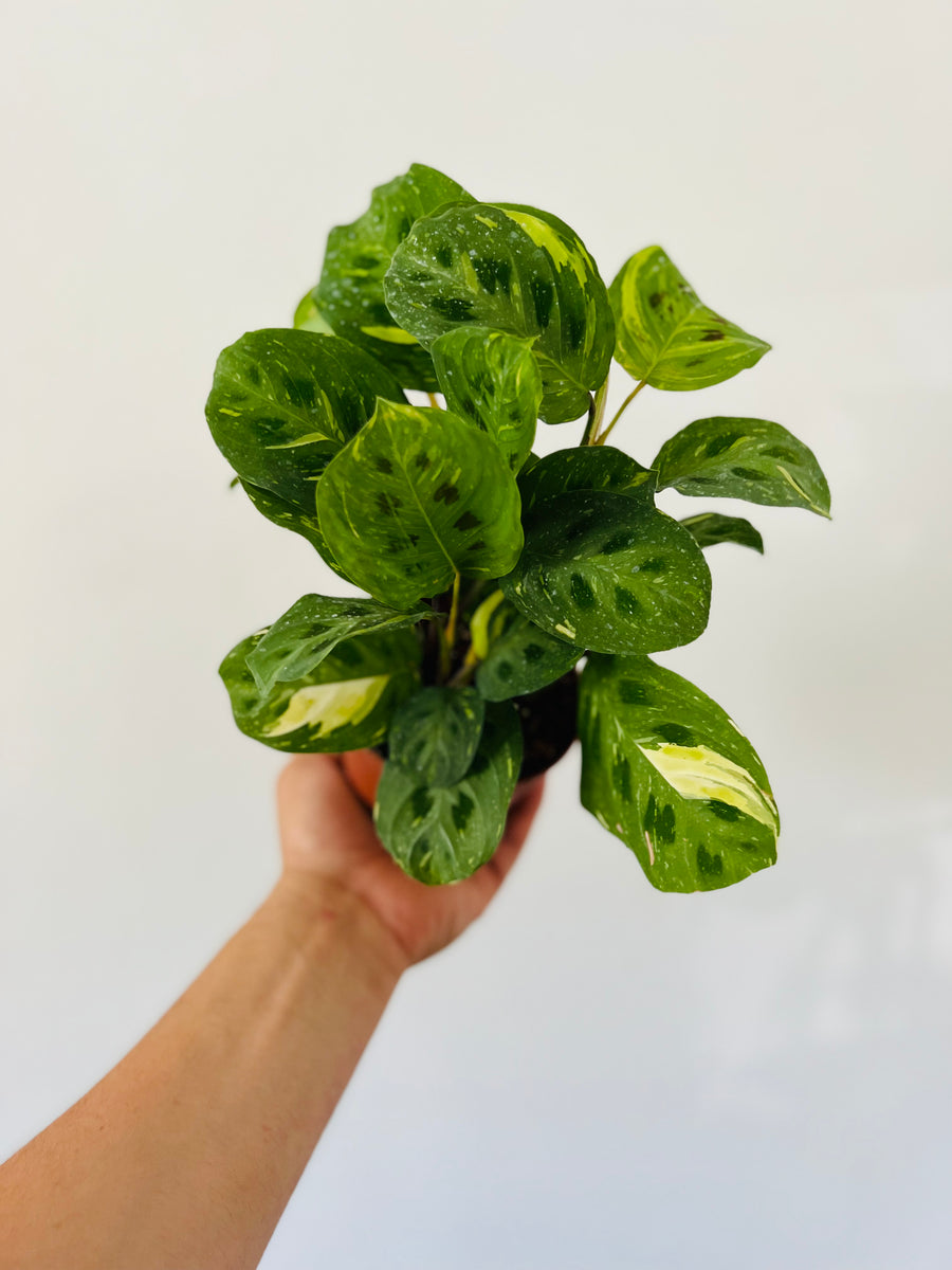 Maranta Leuconeura 'Beauty Kim' - Variegated Prayer Plant - 4