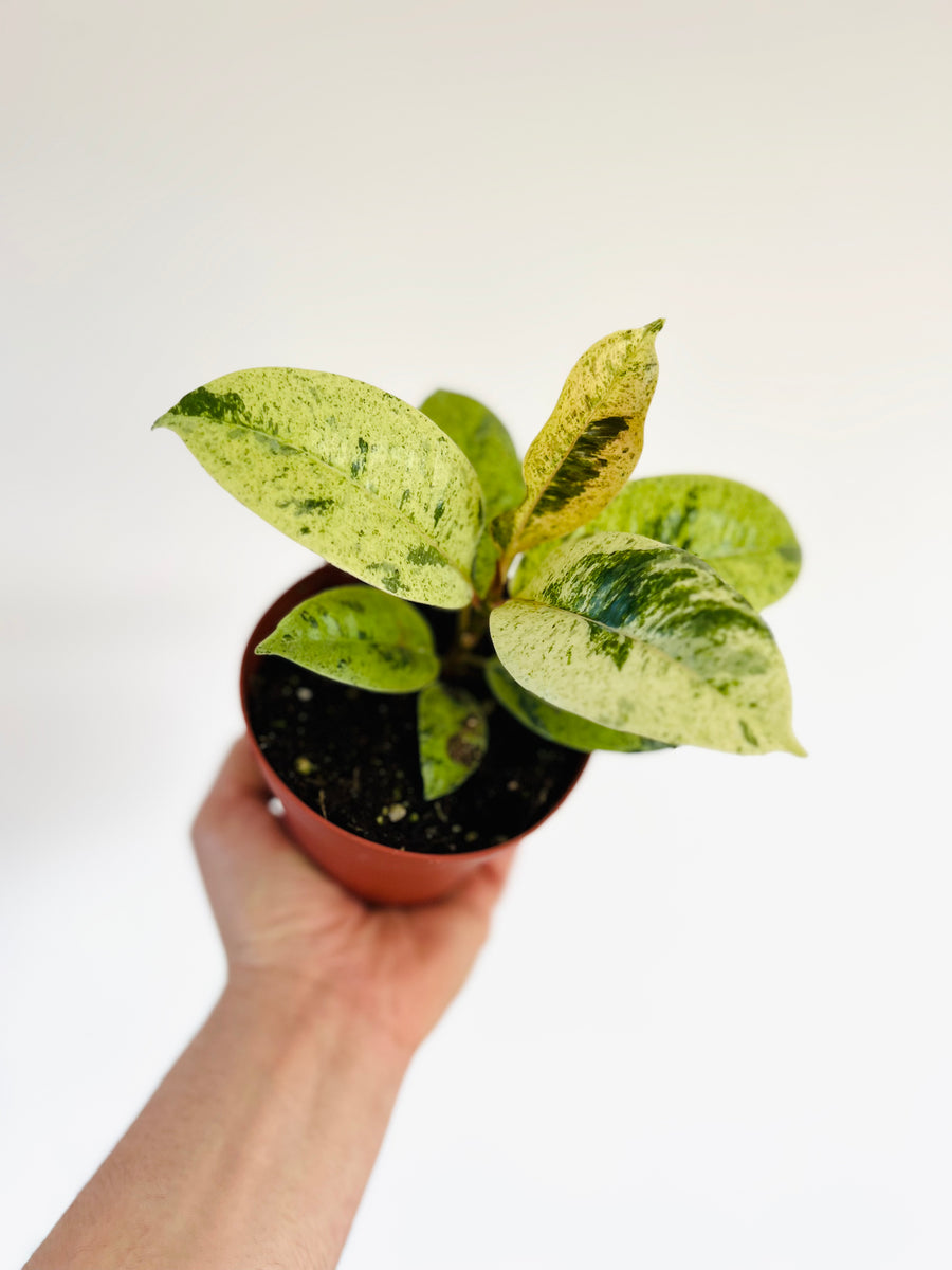 Ficus Shiverana Moonshine - 4