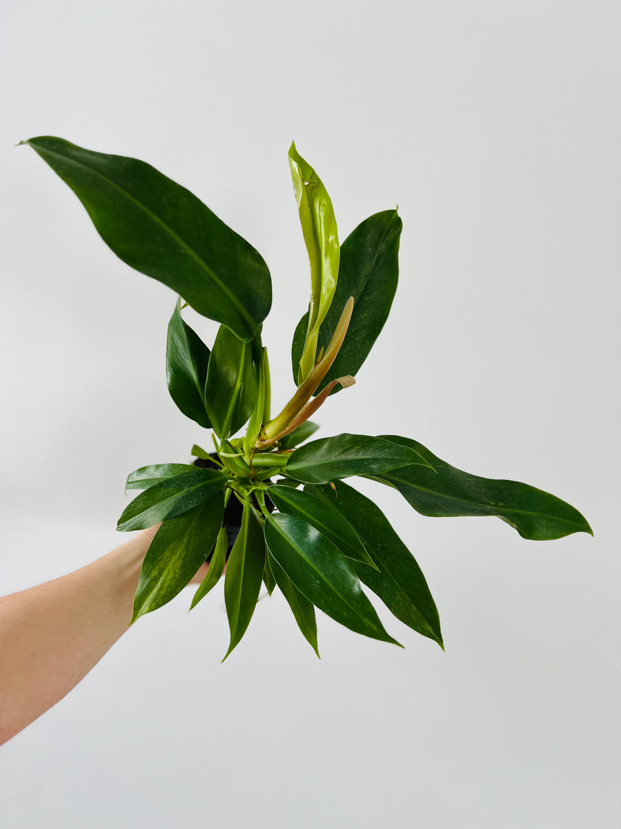 Philodendron Wendlandii - Very Large - 4