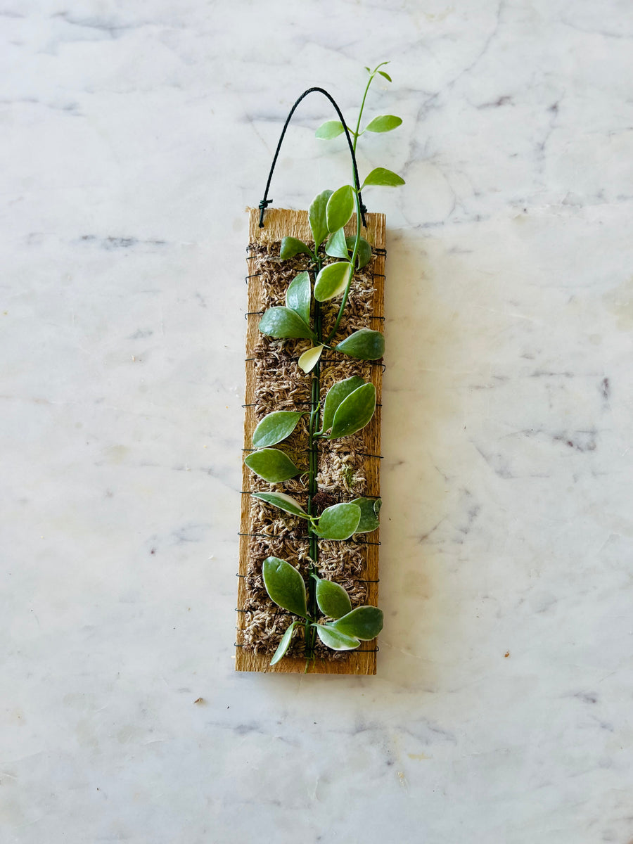 Epiphytic Dischidia Plaque - Mounted Dischidia