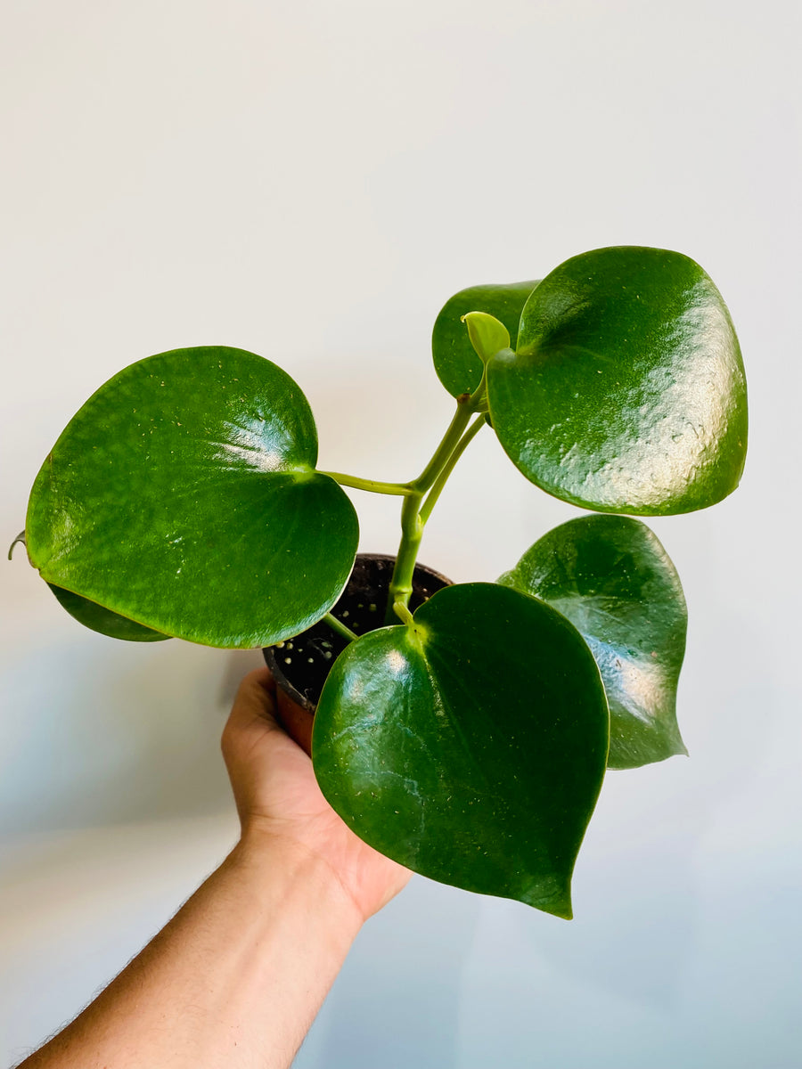 Peperomia Polybotrya 'Raindrop' - 4